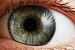 Eye iris.jpg