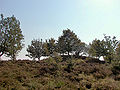 sog. "Fürstengrab" (Hügelgrab) in der Lüneburger Heide bei Niederhaverbeck