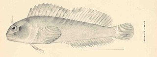<i>Hypsoblennius jenkinsi</i> species of fish