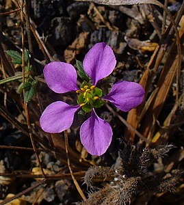 Fagonia cretica Flower