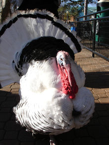 Fancy turkey.jpg