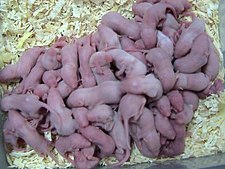 "Pinkie" mice for sale as live food for reptiles Feeder mice.jpg
