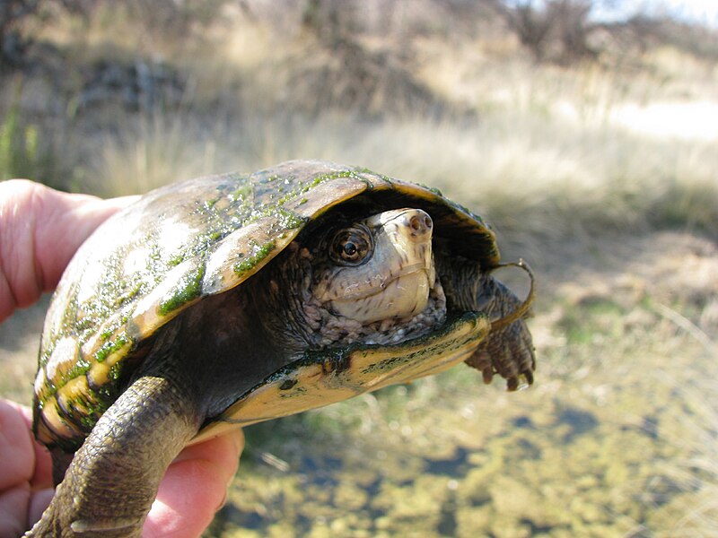 File:Female Sonoran Mud Turtle (3457438132).jpg