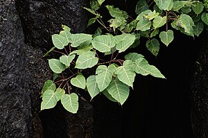 Ficus arnottiana 0369.jpg