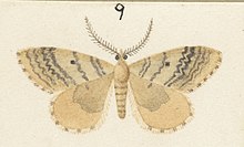 Illustration of male A. ionysias by George Hudson. Fig 9 MA I437613 TePapa Plate-XIV-The-butterflies full (cropped).jpg