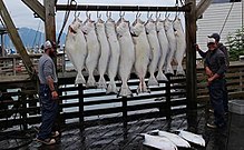 Fishermen in Seward, Alaska, with a fresh catch of halibut Fishermen with their halibut.jpg