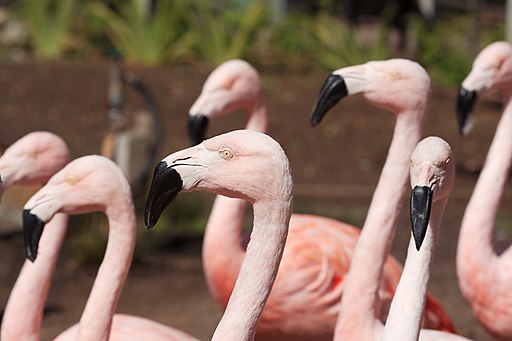 Flamingos 5103