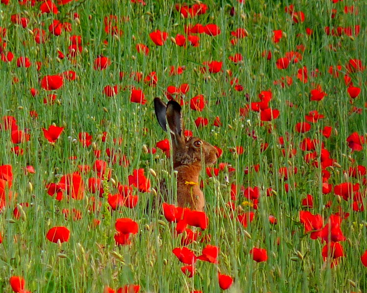 File:Flickr - lo.tangelini - De cara al sol.jpg