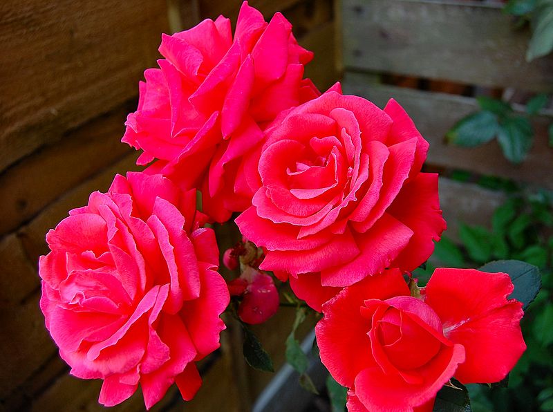 File:Flickr - ronsaunders47 - ROSES, THEY GROW ON YOU..jpg