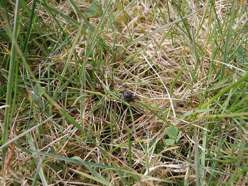 File:Fliege im Gras.JPG