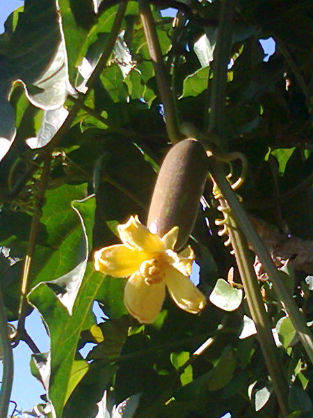 File:Flor y fruto.jpg