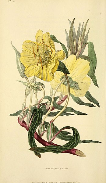 File:Flora conspicua (Pl. 31) (6046895768).jpg