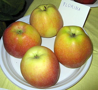 <span class="mw-page-title-main">Florina (apple)</span> Apple cultivar