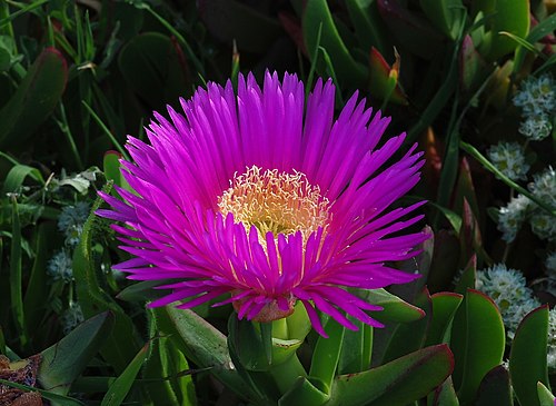 Hottentot Fig flower