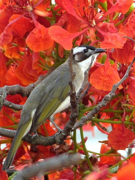 File:Flower Lover (14108040209).jpg