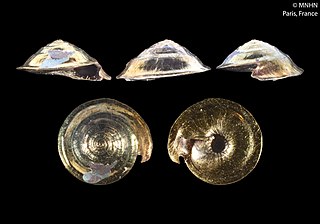 <i>Fluxinella polita</i> Species of gastropod