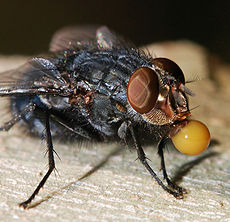 230px-Fly_December_2007-20