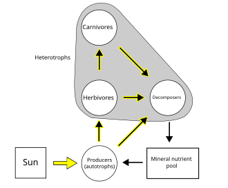 A simplified food web illustrating a three-trophic food chain (producers-herbivores-carnivores) linked to decomposers. The movement of mineral nutrients through the food chain, into the mineral nutrient pool, and back into the trophic system illustrates ecological recycling. The movement of energy, in contrast, is unidirectional and noncyclic. FoodWebSimple.svg