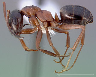 <i>Formica neorufibarbis</i> Species of ant