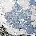 Fossiles Blatt des Amberbaumes Liquidambar lievenii.