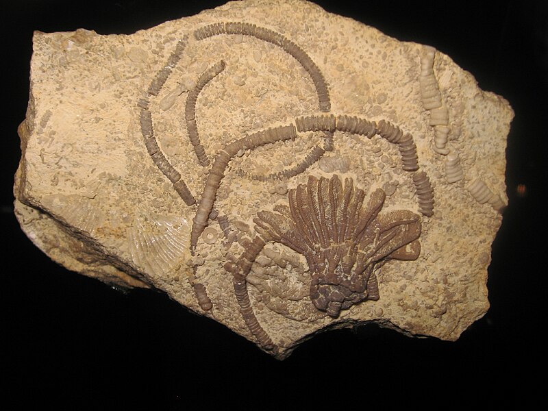 [Image: 800px-Fossilcinroid.JPG]