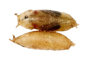 Fruit Fly (Drosophila melanogaster) Pupa.