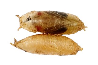 https://upload.wikimedia.org/wikipedia/commons/thumb/6/65/Fruit_Fly_Pupa.jpg/320px-Fruit_Fly_Pupa.jpg