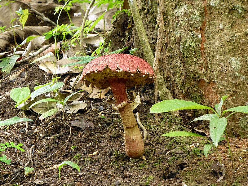 File:Fungi at Queen Sirikit Botanic Garden - Chiang Mai 2013 2685.jpg