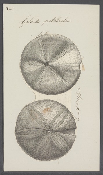 File:Galerites patella - - Print - Iconographia Zoologica - Special Collections University of Amsterdam - UBAINV0274 106 08 0005.tif