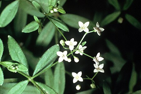 Galium_obtusum