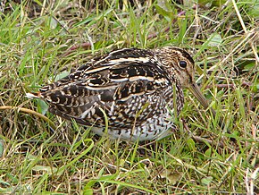 Beschreibung des Gallinago paraguaiae.jpg Bildes.