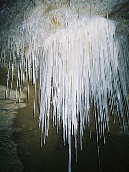 Straws (stalactite precursors) in the cave. Gardeners Guts Speleothem Straws.jpg