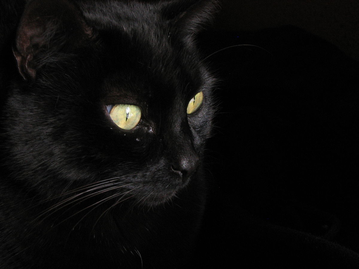 1200px-Gato_negro.JPG