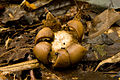 エリマキツチグリ Geastrum triplex