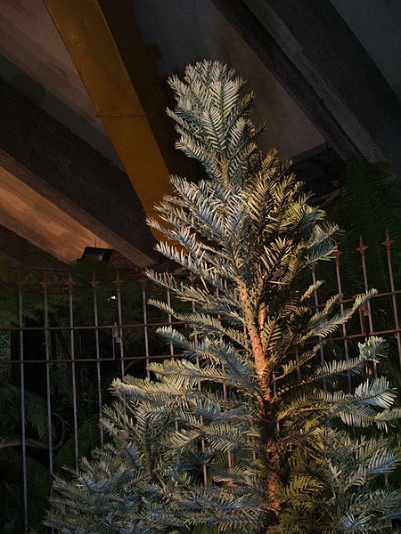 File:Genova-Euroflora 2006-Wollemia nobilis-DSCF6421.JPG