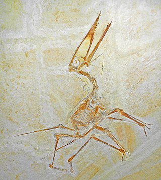 <span class="mw-page-title-main">Germanodactylidae</span> Family of pterodactyloid pterosaurs