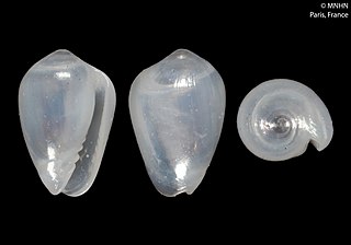 <i>Gibberula adzubae</i> Species of gastropod