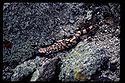 Gila monster's saliva helps diabetics