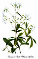 Gillenia trifoliata 3, by Mary Vaux Walcott.jpg