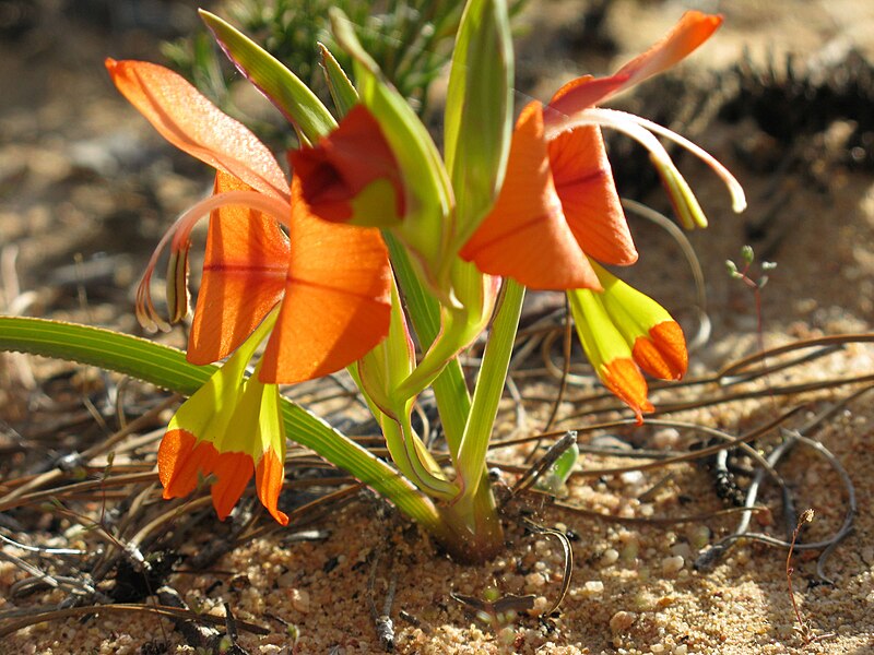 File:Gladiolus alatus profile Cedarberg South Africa.jpg