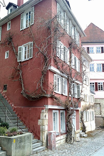 File:Glyzinie Tübingen.jpg