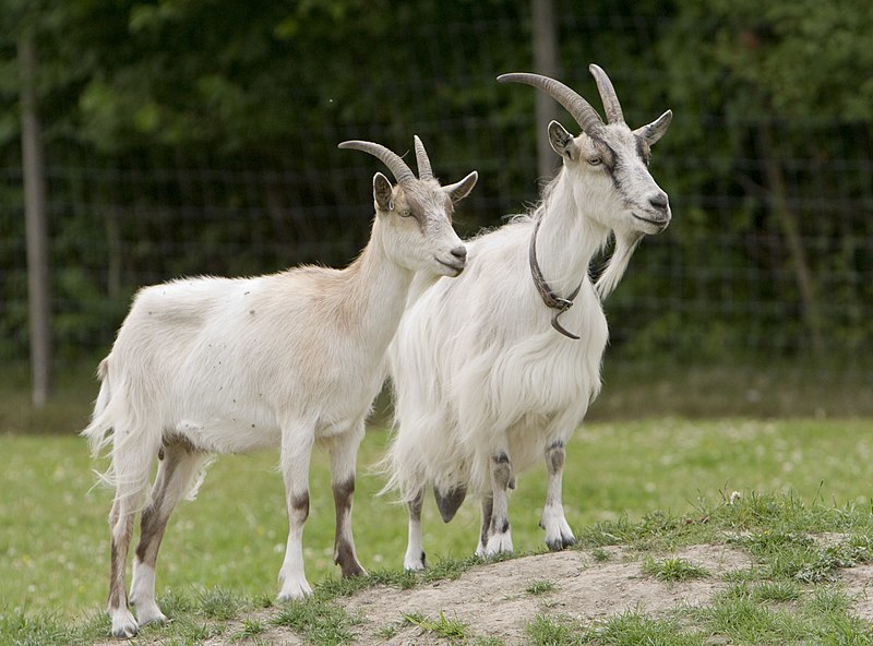 File:Goats Go Inspecting..jpg