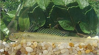 <i>Gobionellus</i> genus of fishes