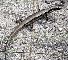 Gouden Water Skink Full.JPG