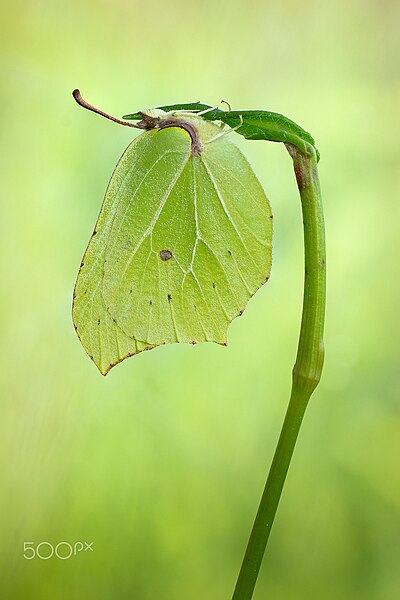 File:Gonepteryx Rhamni (130692959).jpeg