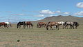 Pferde im Gorkhi-Terelj National Park
