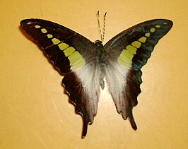 Graphium codrus