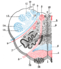 Thumbnail for Rostral ventromedial medulla