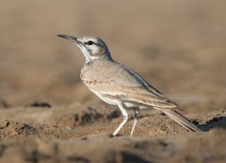 <span class="mw-page-title-main">Greater hoopoe-lark</span> Species of bird