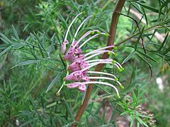 Grevillea rivularis RBG.jpg